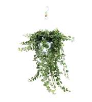 Hedera helix Wonder - hang/XXL