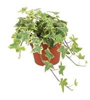 Hedera helix Gold Child