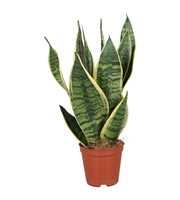 Sansevieria Futura Superba