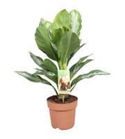 Aglaonema Silver Bay