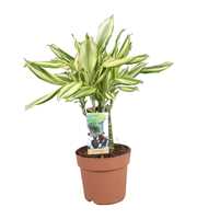 Dracaena Diamonddream carroussel