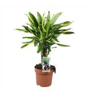 Dracaena Golden Coast carroussel