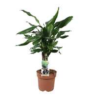 Dracaena Steudneri carroussel