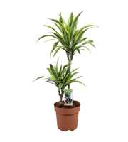 Dracaena Lemon Lime 45-15