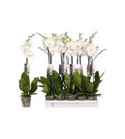 Phalaenopsis White World, 1-spike 9+