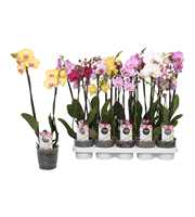 Phalaenopsis Star Mix, 2-spike 12+