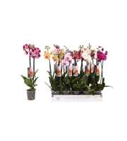 Phalaenopsis 6 color mix, 2-spike 14+