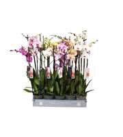 Phalaenopsis Italian mix, 2-spike 18+