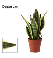 Sansevieria Superba 9 cm (Decorum)