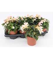 Begonia Waterfall White