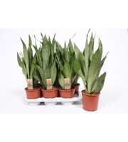 Sansevieria Moonshine