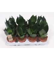 Sansevieria Hahnii Black