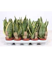 Sansevieria Superba