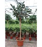 Ficus Burgundy