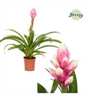 Guzmania Rockyflower Candy