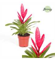 Vriesea Intenso Pink