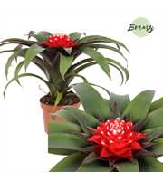 Guzmania Priscilla