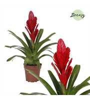 Vriesea Intenso Red