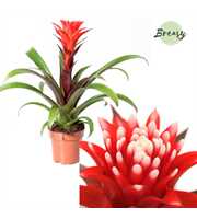 Guzmania Rockyflower Hope