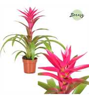 Guzmania Voila