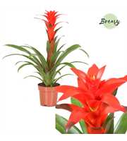 Guzmania Calypso