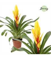 Vriesea Intenso Yellow