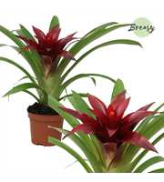 Guzmania Sky