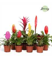 Bromelia Surprise