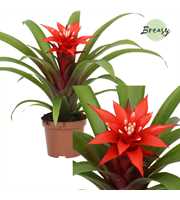 Guzmania Confetti