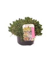 Sedum album Coral Carpet