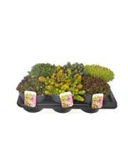 Sedum mix in tray