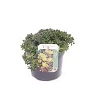 Sedum oreganum
