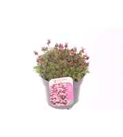 Saxifraga Pixie