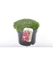 Saxifraga Pixi Pan Red