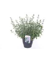 Nepeta faassenii Six Hills Giant