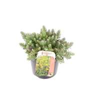 Sedum reflexum