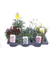 Vaste planten mix in tray