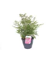Astilbe arendsii Amerika