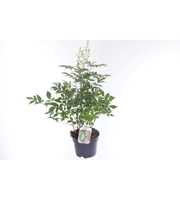 Astilbe Japonica Irrlicht