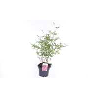 Astilbe japonica Mainz