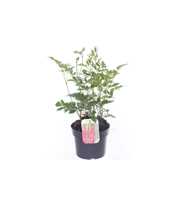 Astilbe japonica Montgomery