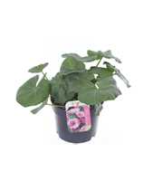 Lavatera trimestris Twins Hot Pink