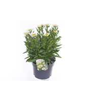 Leucanthemum LaCrosse