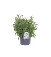 Leucanthemum LaSpider