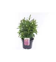 Lythrum salicaria Robin