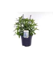 Salvia hybr. Black & Bloom