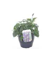 Salvia Mystic Spires Blue