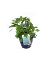 Salvia patens Patio Dark Blue