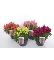 Antirrhinum majus mix