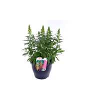 Antirrhinum Sonnet Yellow